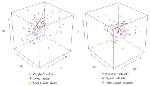 Score plots of Campbell, Kyoho and Shine Muscat healthy and viroid-infected samples by LDA model 1