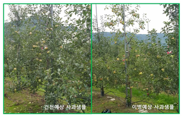 장수군 농업기술센터에서 채집한 사과 부사품종 건전&이병예상 시료 비교