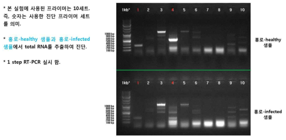 상기 프라이머 세트를 이용하여 사과샘플들을 진단한 결과