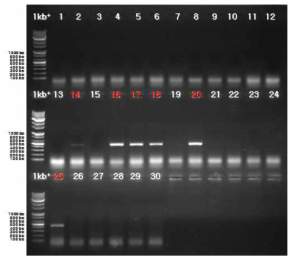 Apple luteovirus 1을 검출한 RT-PCR 결과