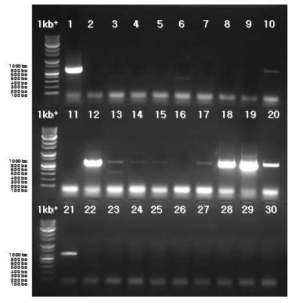 Apple rubbery wood virus 1을 검출한 RT-PCR 결과