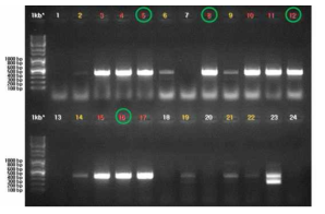 Apple hammerhead viroid를 검출한 RT-PCR 결과