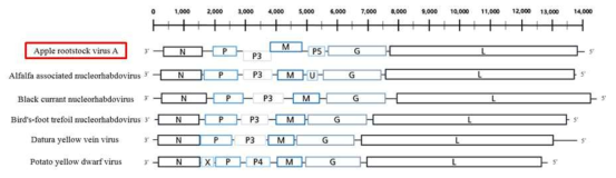 Apple root stock virus의 RNA genome의 구조