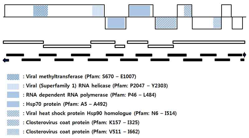 Apple velarivirus M의 RNA genome의 구조