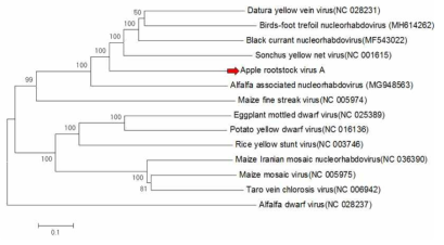Apple root stock virus와 동일 속의 다른 바이러스와의 근연 관계