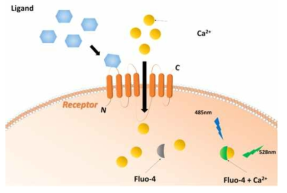 Fluo-4의 반응 기작 모식도