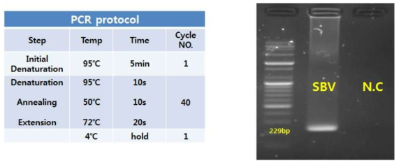 SBV 바이러스 유전자 증폭 조건 변경 및 증폭 시간 단축