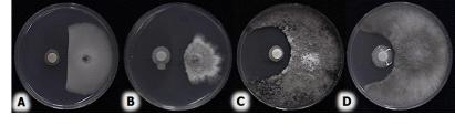 식물 주요 병원균에 대한 B. lataCAB13001균주의 항균활성 효과. A: Colletotrichum gloeosporioides, B: Sclerotinia cepivorum, C: Sclerotinia sclerotiorum, D: Botrytis cinerea