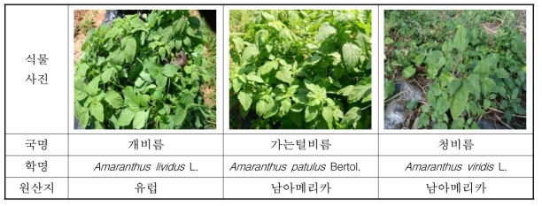 실험대상 비름과 잡초 3종