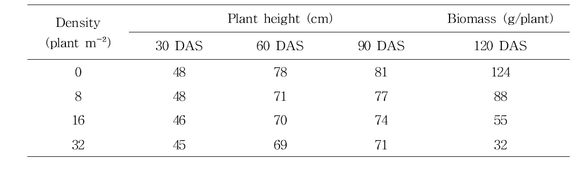 처리구별 콩 길이 및 생중량(120 DAT, 달관평가)