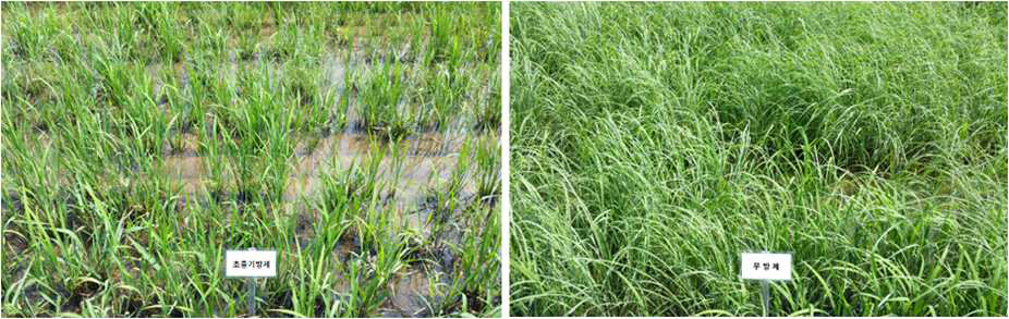 Weeding effects of Leptochloa fusca by the systemic application of herbicides