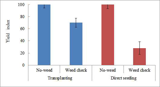 Rice yields according to Leptochloa fusca in direct seeded rice under puddled wet soil condition and transplanting field