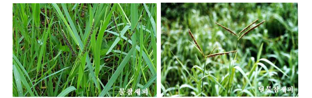 Flowers of Paspalum distichum L. var. disticutum and Paspalum distichum L. var. indutum