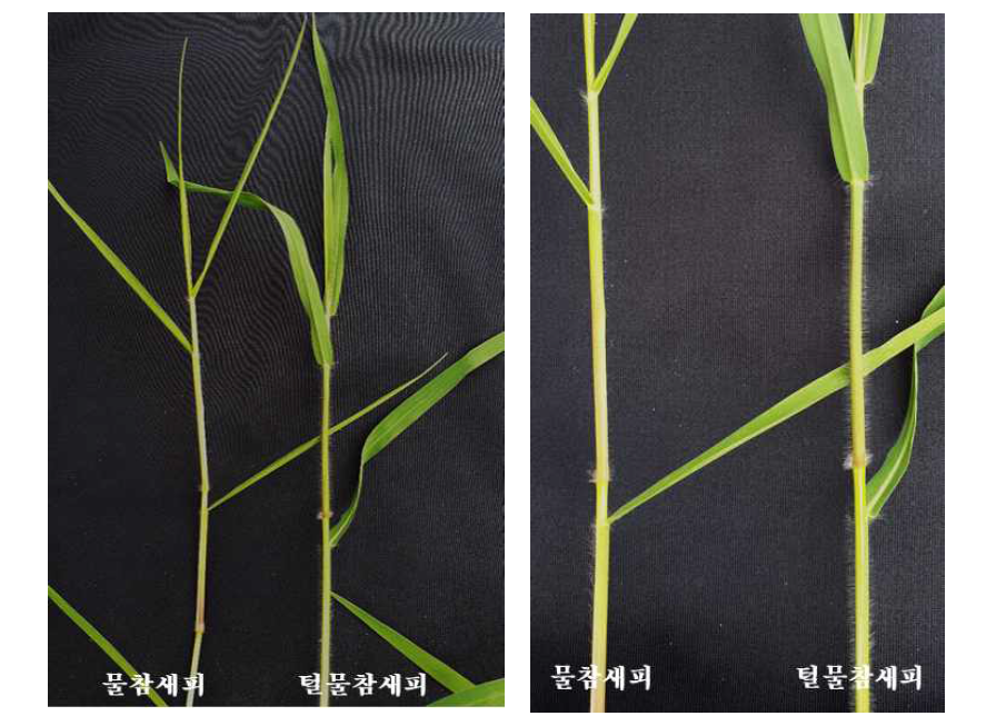 Difference of villi on leaf shade of Paspalum distichum L. var. disticutum and Paspalum distichum L. var. indutum