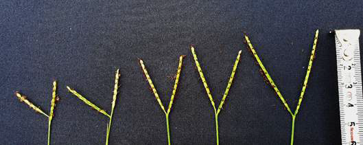 Inflorescence of Paspalum distichum L. var. disticutum