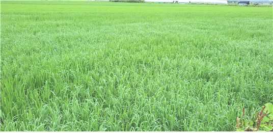 Rice field occurred Paspalum distichum L. var. indutum (Jeannam damyang)