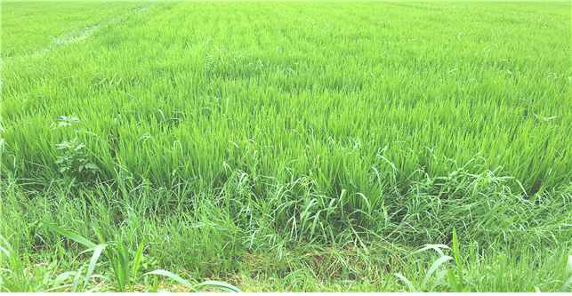 Rice field occurred Paspalum distichum L. var. disticutum (Kyungnam tongyeong)