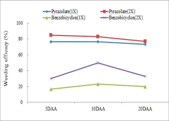 Weeding effects of Paspalum distichum L. var. indutum by the application of water treatment herbicides after occurrence. Pyrazolate 1X (1,800 g a.i. ha-1), Pyrazolate 2X (3,600 g a.i. ha-1), Benzobicyclon 1X (140 g a.i. ha-1), Benzobicyclon 2X (280 g a.i. ha-1)