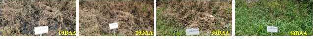 Weeding effects of Paspalum distichum L. var. indutum by propanil+cyhalofop-butyl (2,000+225 g a.i. ha-1) application