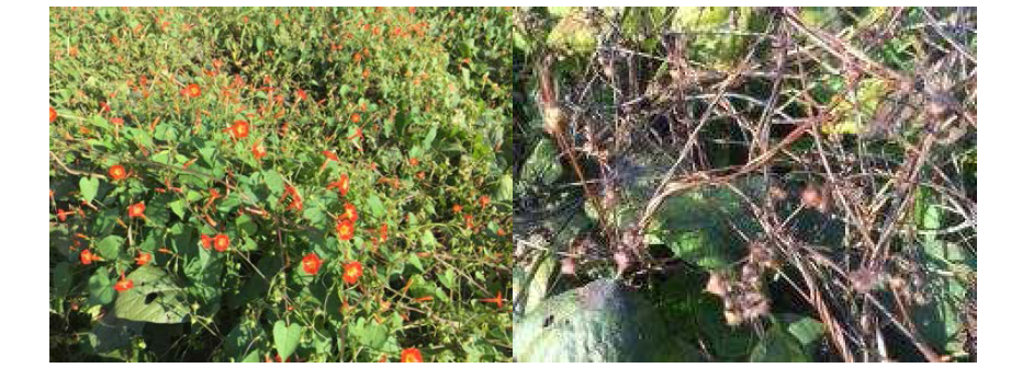 Growth of Quamoclit coccinea Moench in August (left) and October (right) in Suncheon