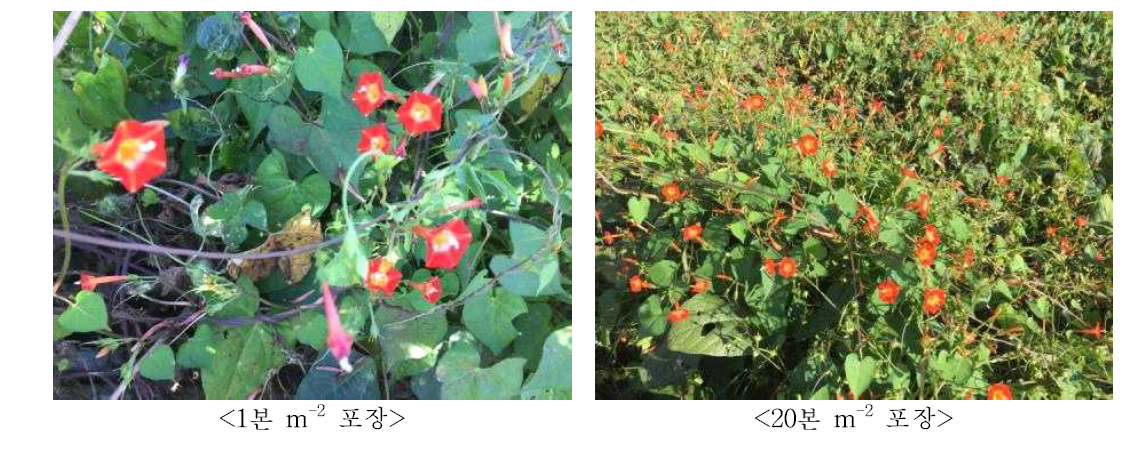 Different densities of Quamoclit coccinea Moench