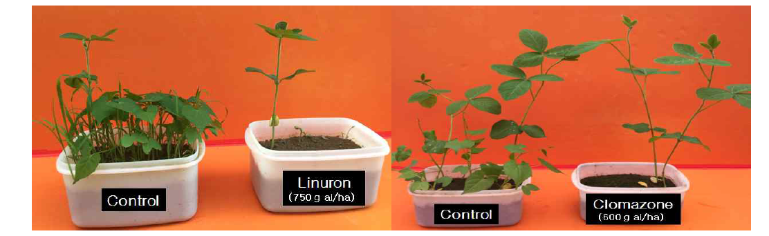 Effect of linuron (left) and clomazone (right) on controlling value of Quamoclit coccinae Moench at 14 and 20 days after treatment, respectively