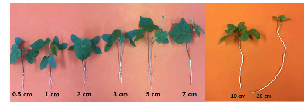 Mesocotyle of Ipomoea hederacea Jacq grown under seeding depth in growth chamber