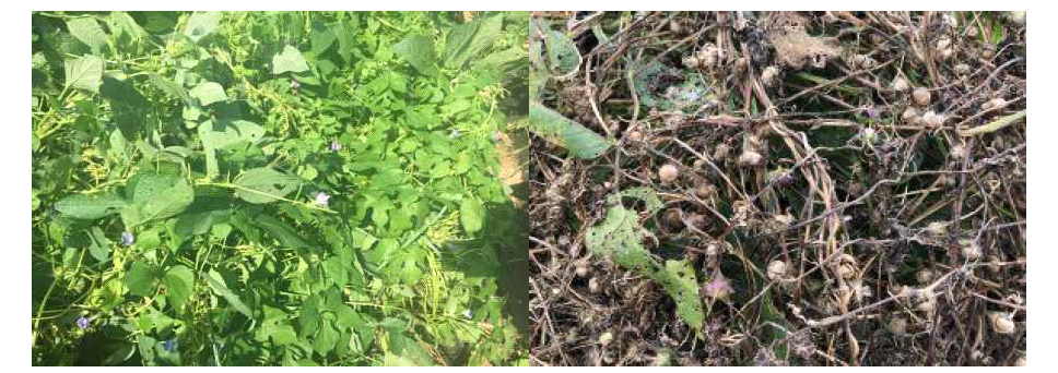 Growth of Ipomoea hederacea Jacq in Suncheon