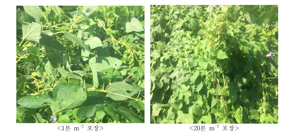 Different densities of Ipomoea hederacea Jacq