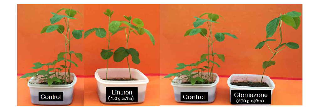 Effect of linuron (left) and clomazone (right) on controlling value of Ipomoea hederacea Jacq. at 20 days after herbicide treatment