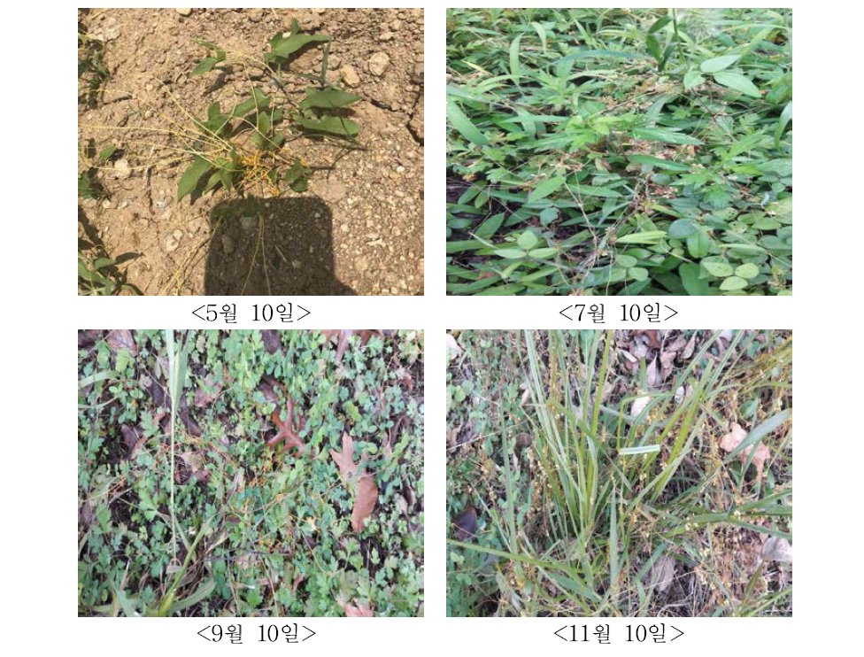 Growth of Cuscuta pentagona englem in Gwangju