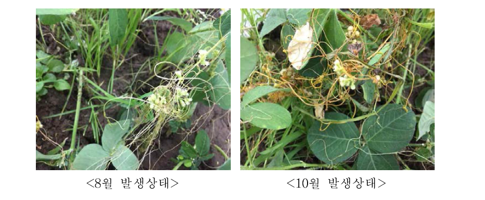 Growth of Cuscuta pentagona englem in Suncheon