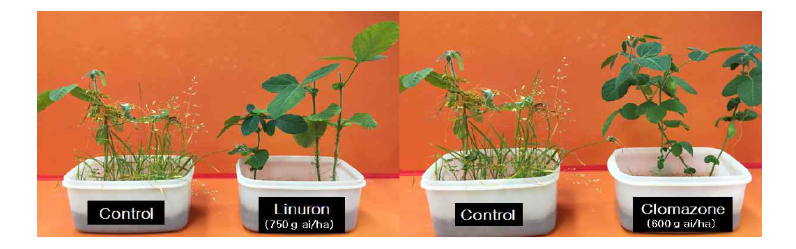 Effect of linuron (left) and clomazone (right) on controlling value of Cuscuta pentagona englem at 40 days after herbicide treatment