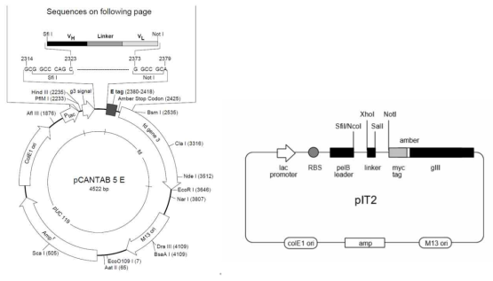 Human scFv library 제작에 이용된 벡터(왼쪽, 아주대; 오른쪽 판매제품)