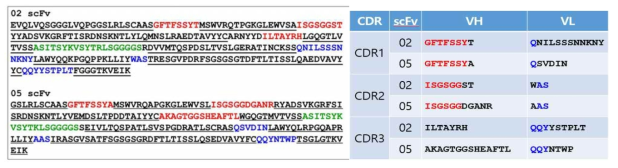 선발한 PLRV scFV의 아미노산 서열 및 CDR 영역 확인