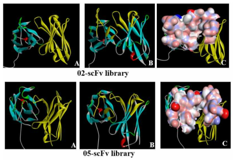 2종의 scFv 항체의 단백질 구조 및 CDR 영역의 입체 구조 VH-VL 영역(A), CDR 구조(B), CDR 영역의 입체 구조(C)