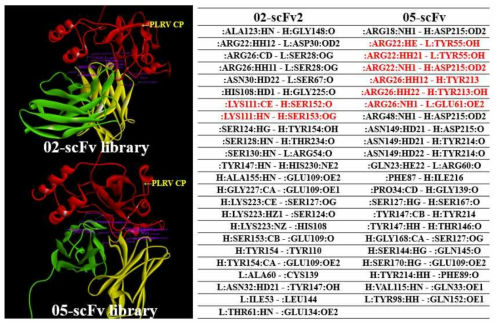 PLRV와 2종의 scFv 단백질간의 protein docking 시뮬레이션 결과