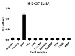 M13K07 phage와 potyvirus group의 바이러스와의 ELISA 검사결과