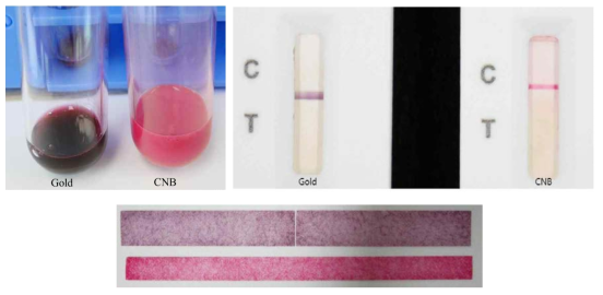 CNB와 gold를 이용한 conjugation의 색상 비교. conjugation 색상(상단 왼쪽), 완성된 제품의 검사결과 색상(상단 오른쪽), conjugation pad의 색상 차이(하단, 위쪽 gold, 아래쪽 CNB)