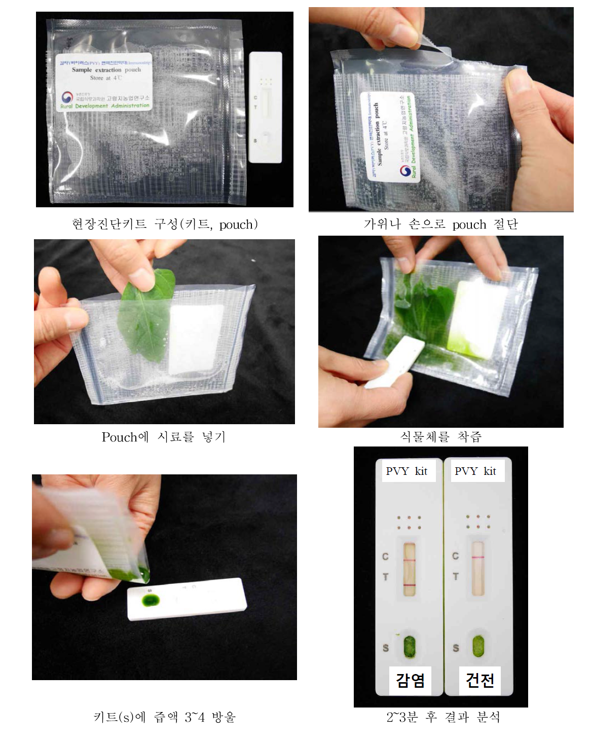 PVY 현장진단키트 사용 방법
