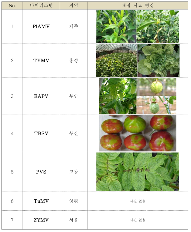 현장 채집을 통해 7종의 식물바이러스 감염 시료 확보