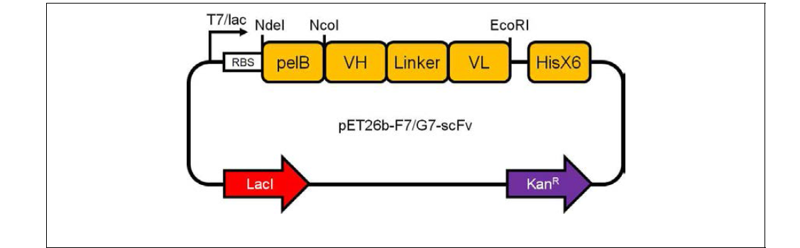 차세대 미니항체의 발현 플라스미드 벡터 모식도