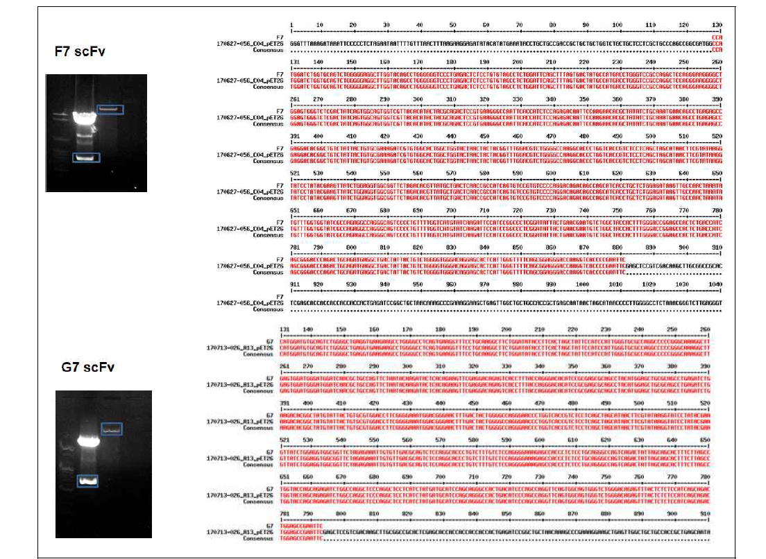 NcoI, EcoRI 제한효소 처리 (좌), 염기 서열 확인 (우)
