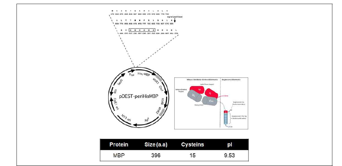 미니항체 안정성 제고를 위한 pDEST-periHisMBP 플라스미드 모식도