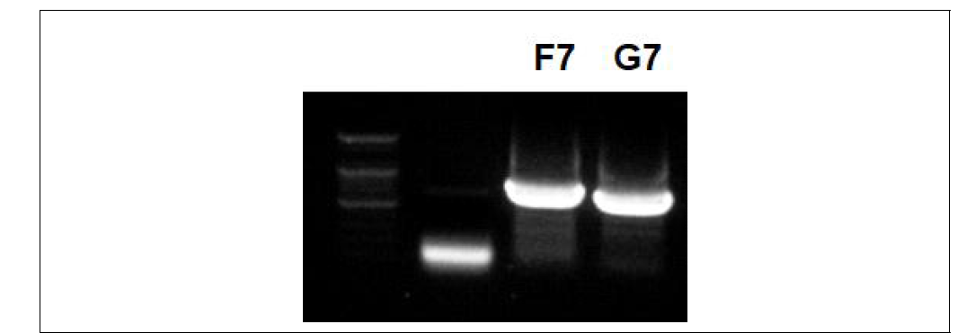 MBP 융합 미니항체 유전자 증폭 결과 확인