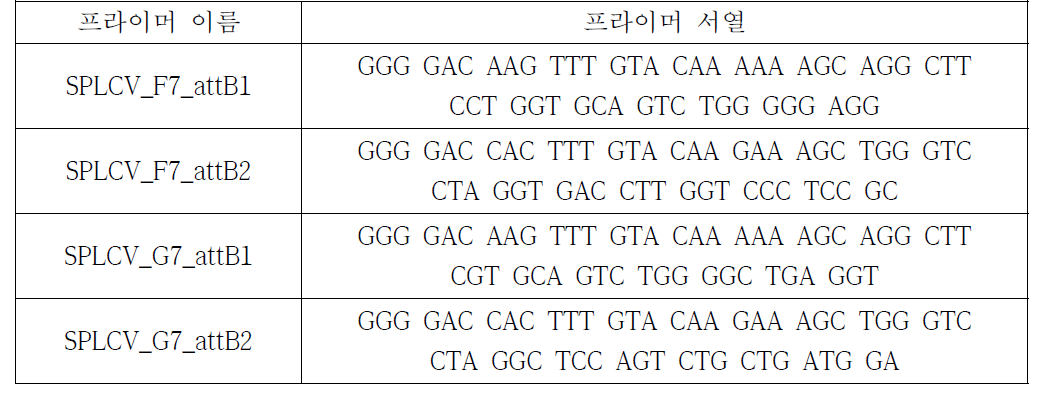 MBP 융합발현을 위한 프라이머 세트