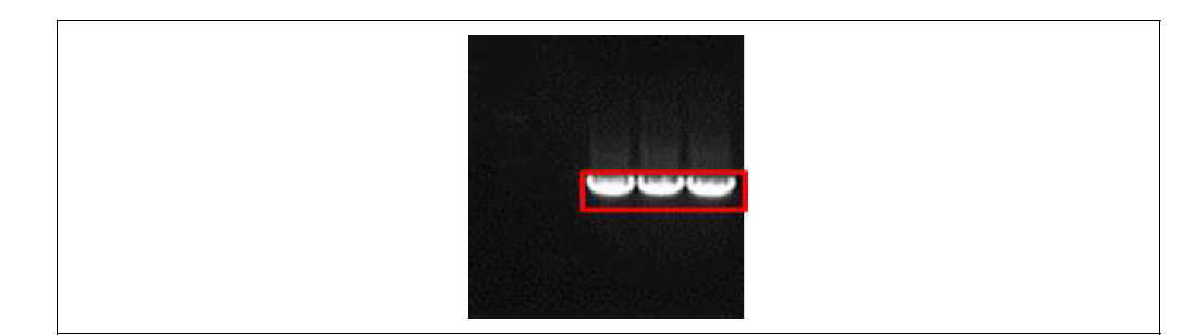 미니항체 유전자의 증폭
