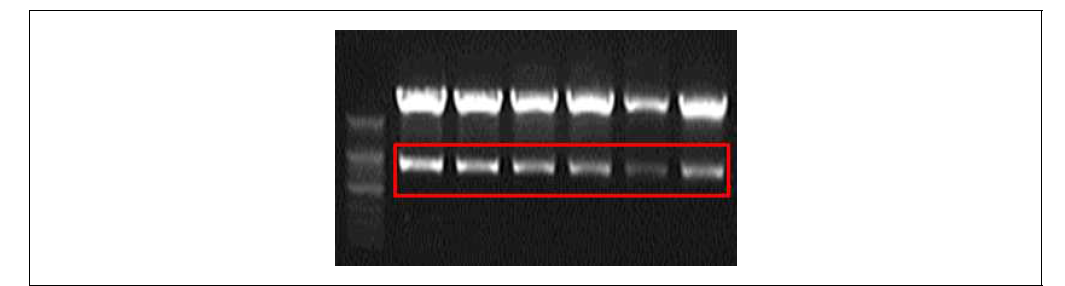 TA 클로닝 확인 : NcoI, EcoRI 제한효소 처리