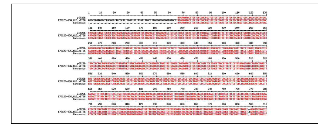 pET26b-scFv 염기 서열 확인