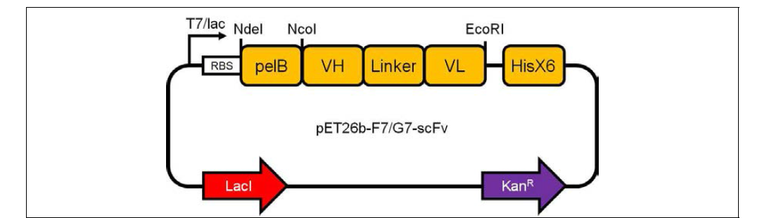 차세대 미니항체의 발현 플라스미드 벡터 모식도